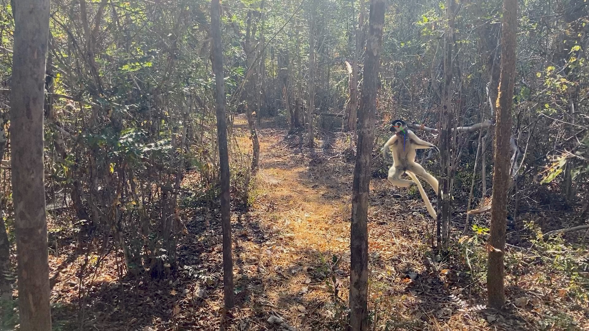 Sifaka leaping posture.jpeg